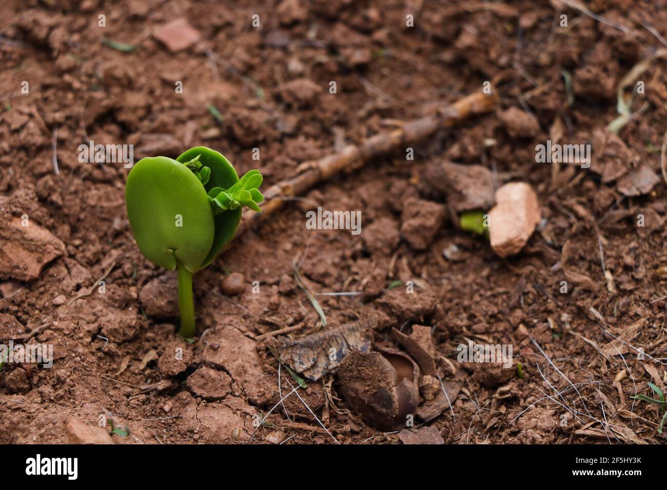 Süßer Thorn-Akazienbaum Sprout (Vachellia karroo) Stockfoto