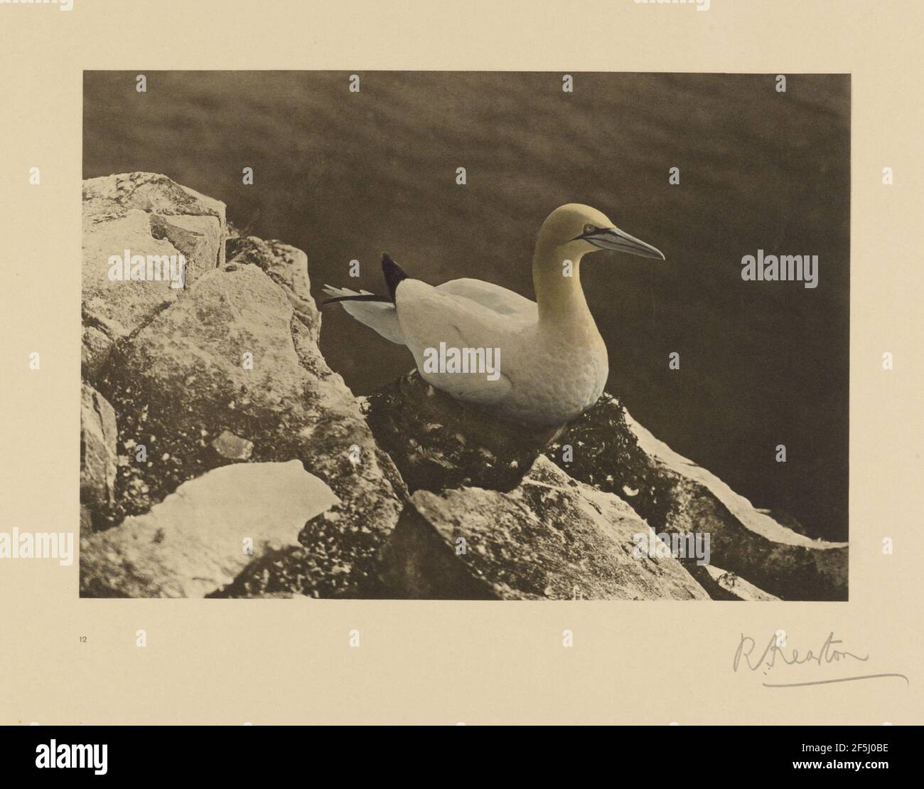 Gannet oder Solan Goose. Richard Kearton (Großbritannien, 1862 - 1928) Stockfoto