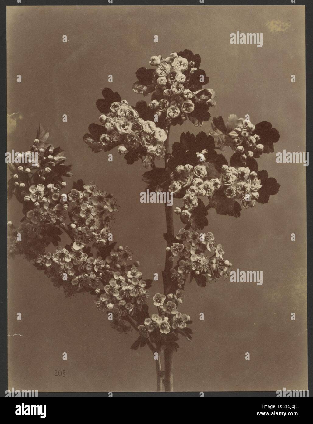 Blumenstudie mit mehreren Blumenpasten. Unbekannter Hersteller, Französisch Stockfoto