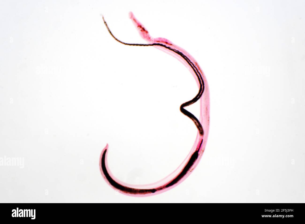 Whipworm, leichte Mikrograph Stockfoto