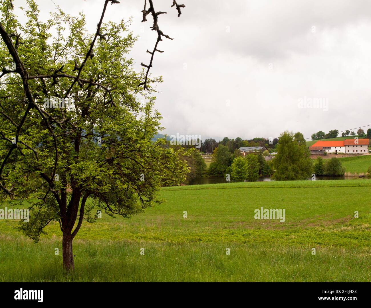 Obstgarten bei Puschacherteich, einem der drei Seen von Yspertal, Niederösterreich Stockfoto