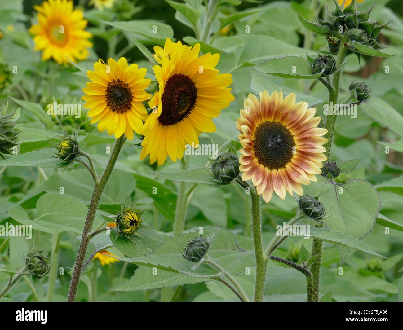 Eine Vielzahl von bunten Sonnenblumen in einem Garten mit Knospen Stockfoto