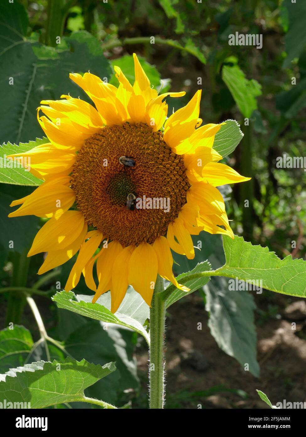 Eine einzelne riesige russische Mammutsonnenblume, die hoch steht und zwei Hummeln bestäuben Stockfoto