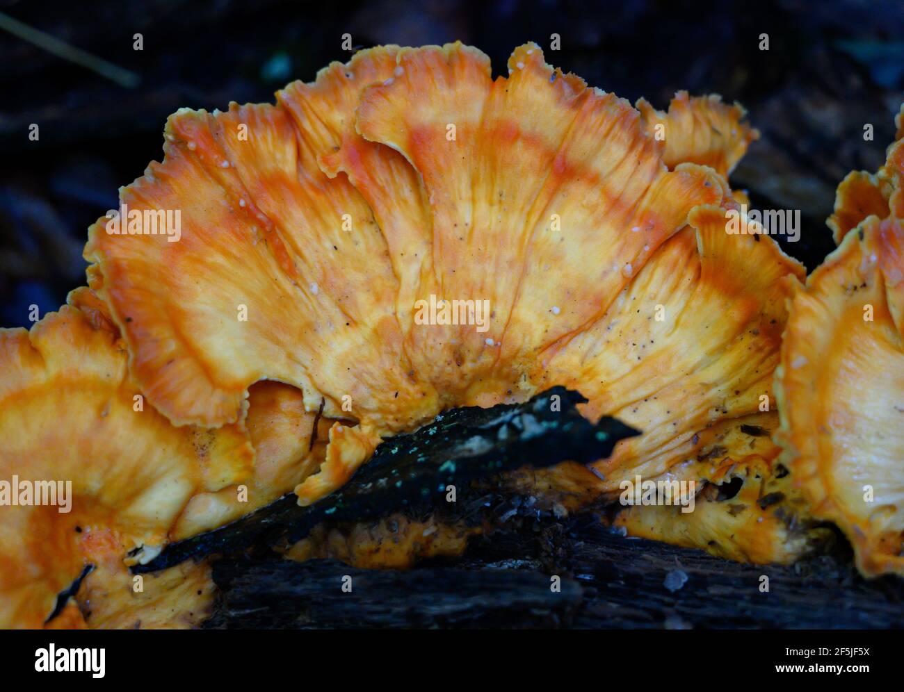 Sonnenaufgang Farben auf Pilz Nahaufnahme Stockfoto
