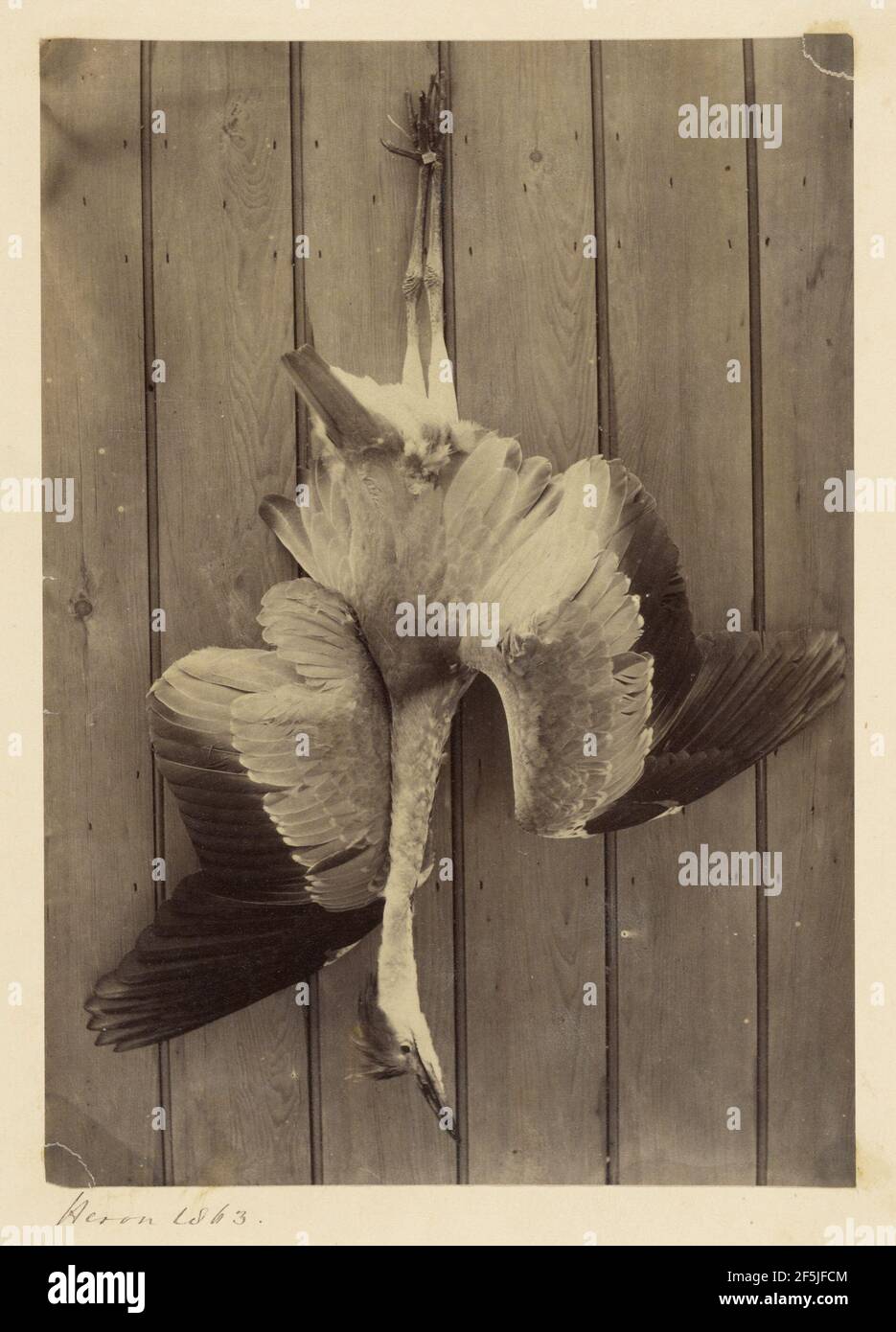 Heron. Francis Edmond Currey (Großbritannien, 1814 - 1896) Stockfoto