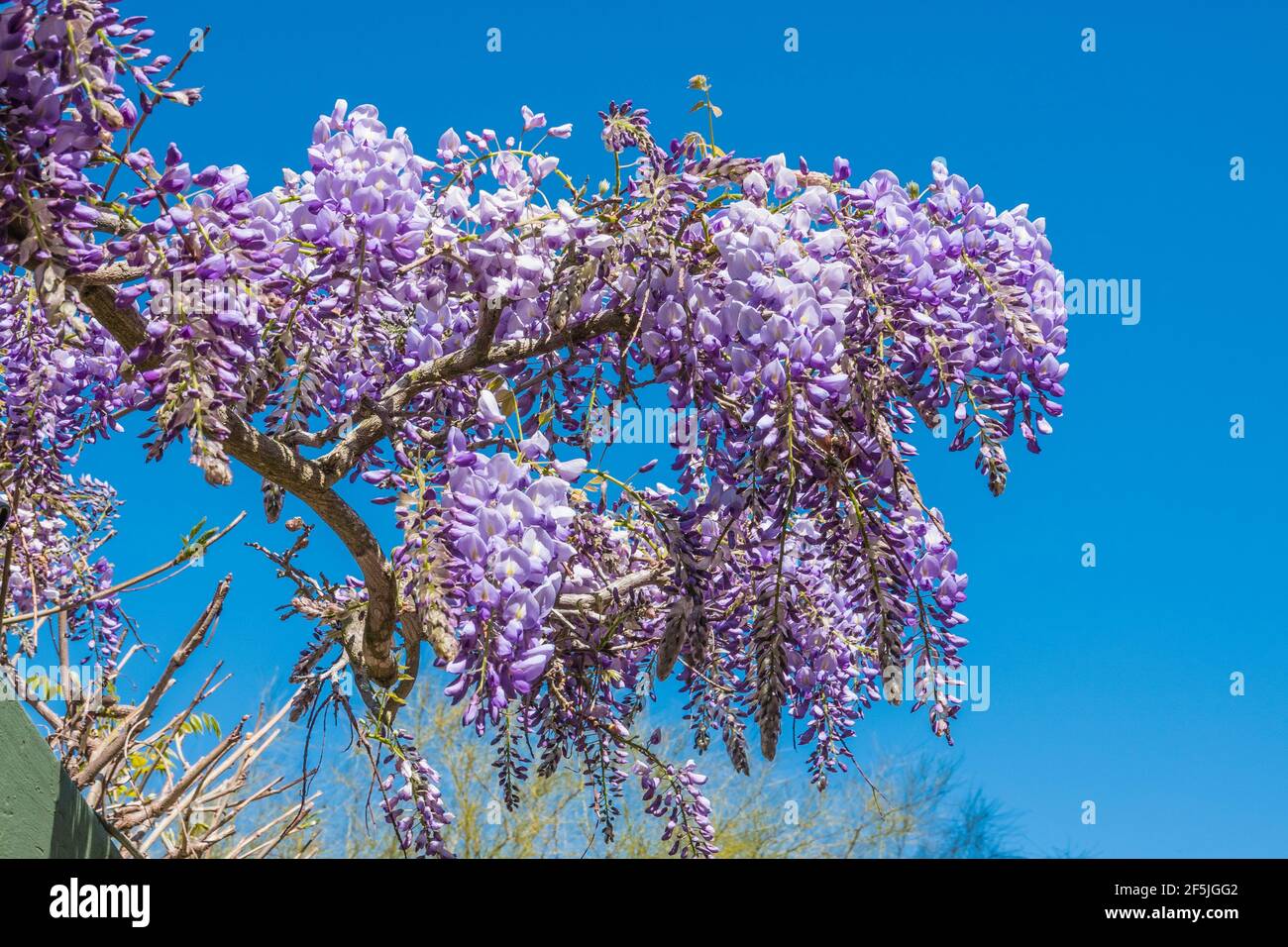 Cloes-up von Glyzinien Rebe blühenden. Stockfoto