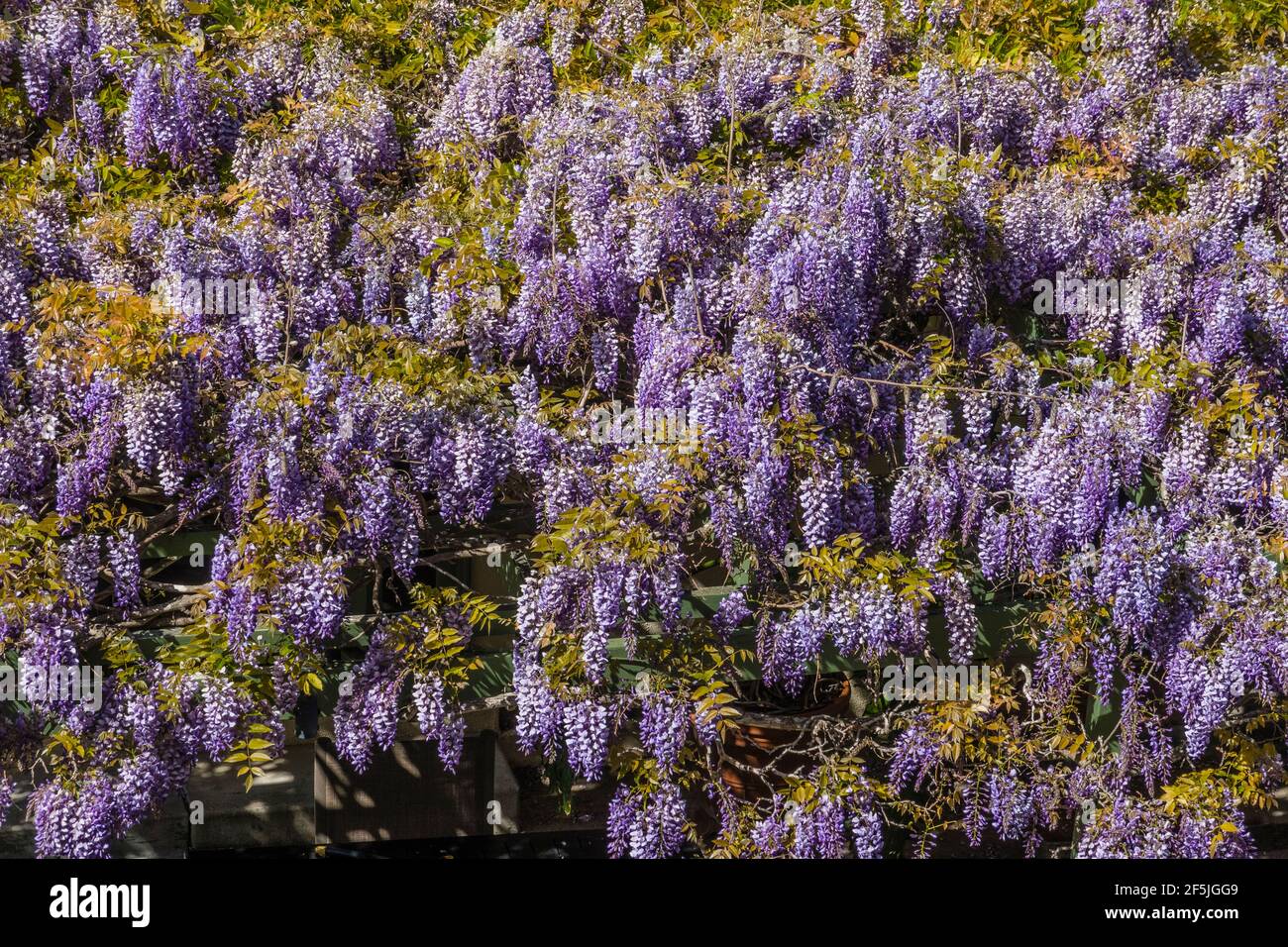 Cloes-up von Glyzinien Rebe blühenden. Stockfoto