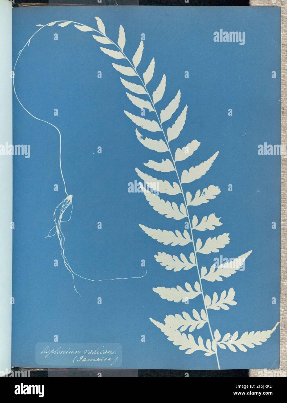Asplenium radicans, Jamaika. Stockfoto