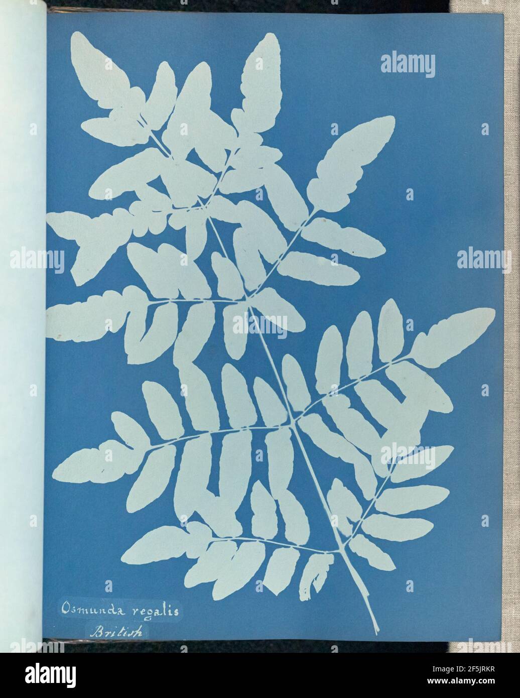 Osmunda regalis, Großbritannien. Stockfoto