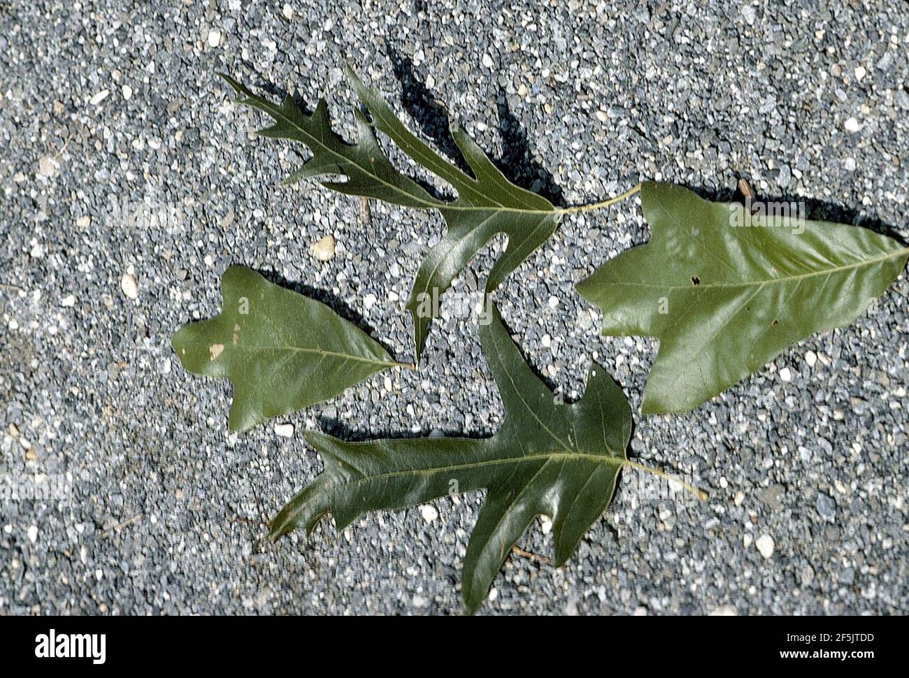 Quercus falcata Blätter. Stockfoto