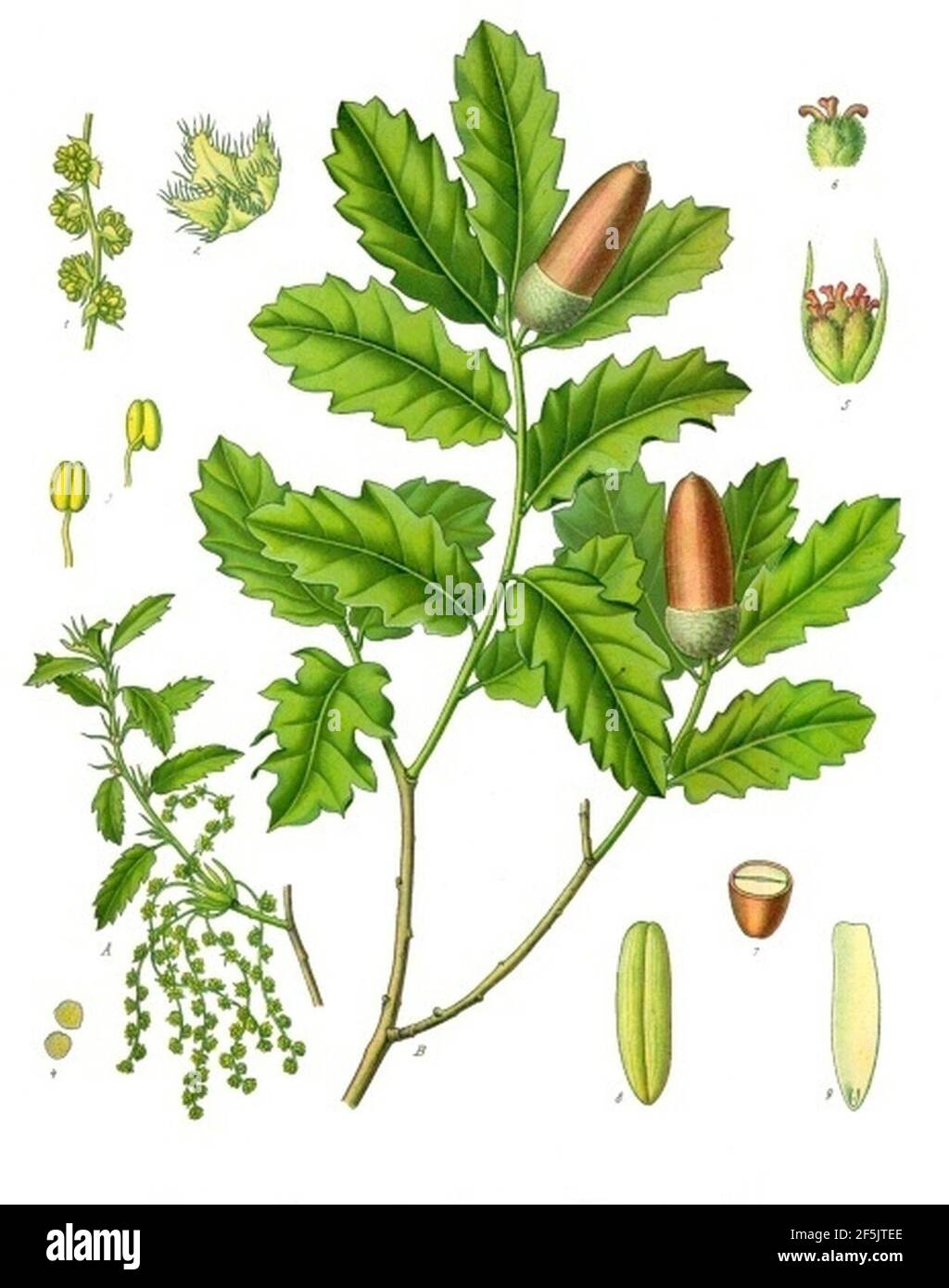 Quercus lusitanica - Köhler–s Medizinal-Pflanzen-253. Stockfoto