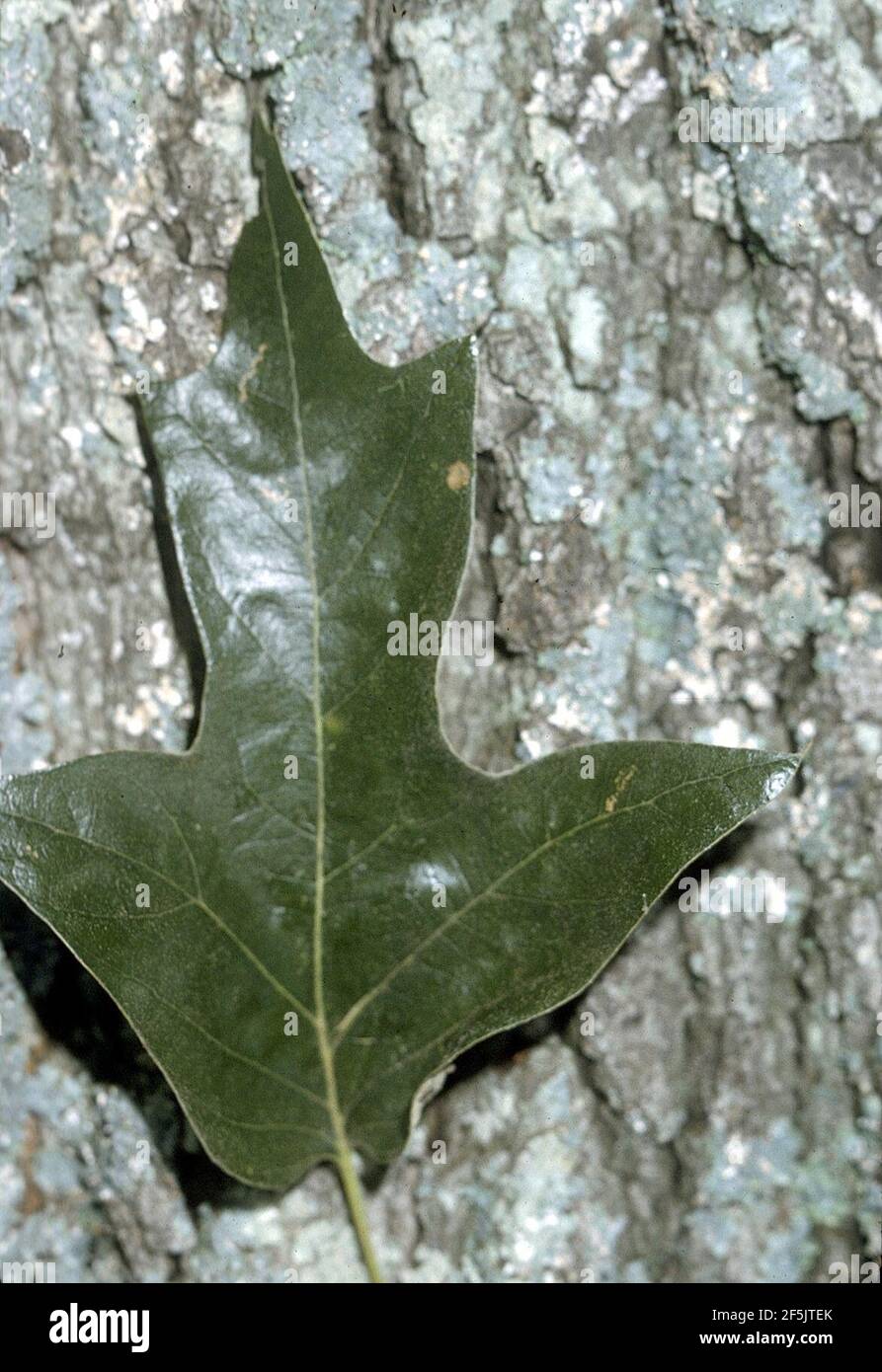 Quercus falcata Blatt Rinde. Stockfoto
