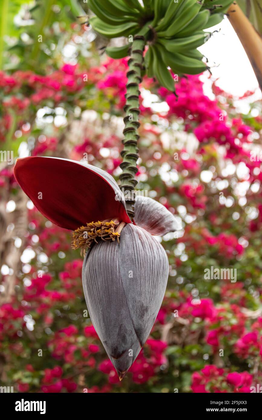 Bananenpflanzen-Blütenstand mit männlichen Blüten und Bananen in St. Augustine, Florida. (USA) Stockfoto