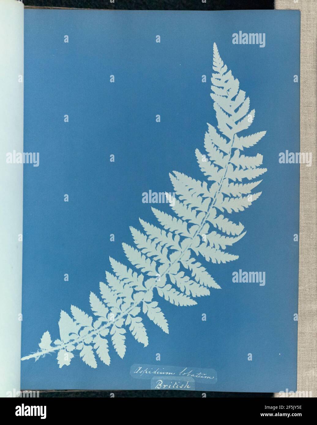 Aspidium lobatum, britisch. Stockfoto