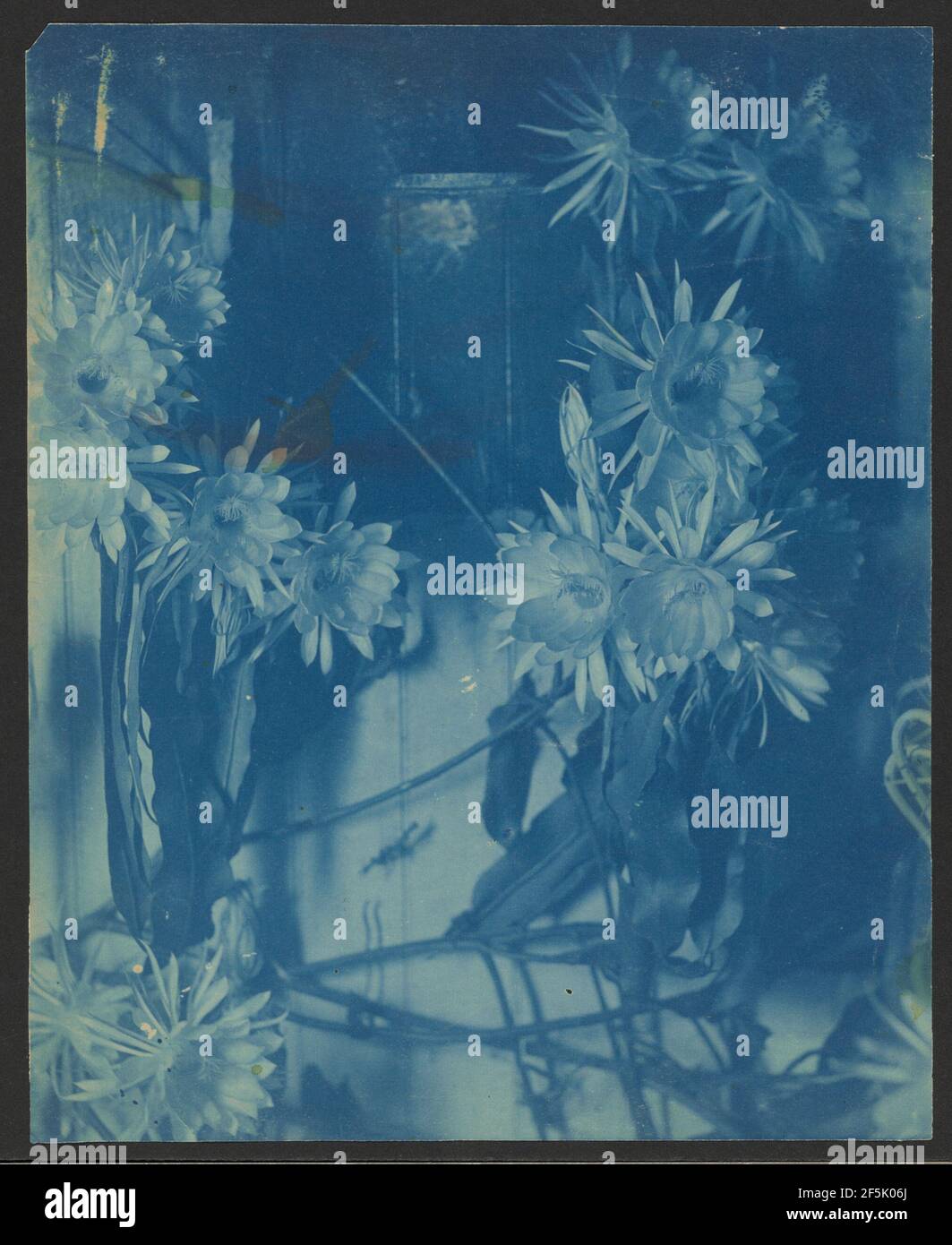 Blumenstudie. Louis Comfort Tiffany (Amerikanisch, 1848 - 1933) Stockfoto