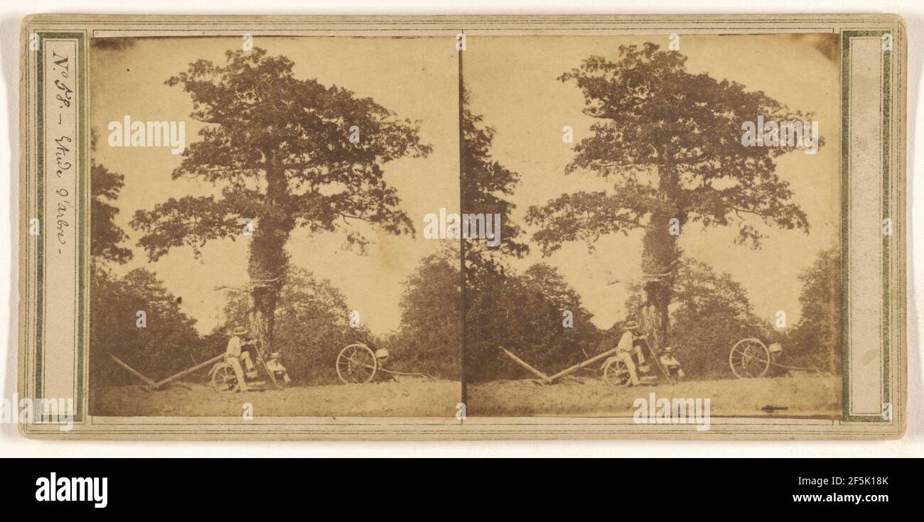 Etude d'arbre. Unbekannter Hersteller, Französisch Stockfoto