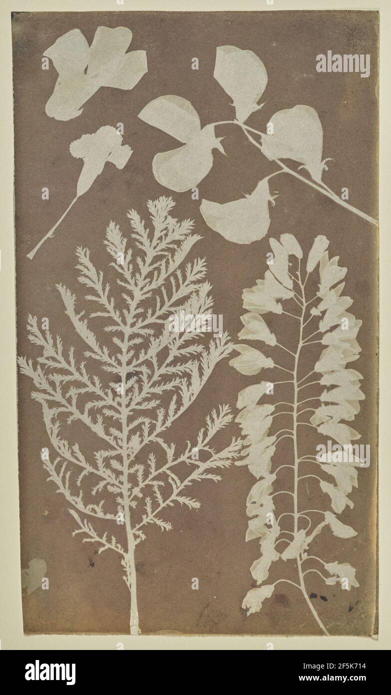 Pflanzenproben. Hippolyte Bayard (Französisch, 1801 - 1887) Stockfoto
