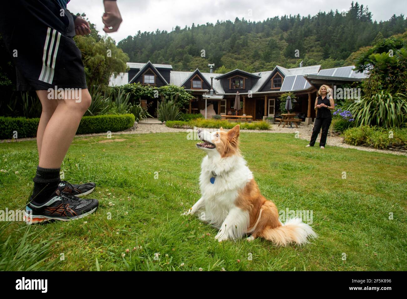 Nydia Track mit Hund, Kaiuma Bay nach Duncan Bay, Marlborough, Neuseeland Stockfoto
