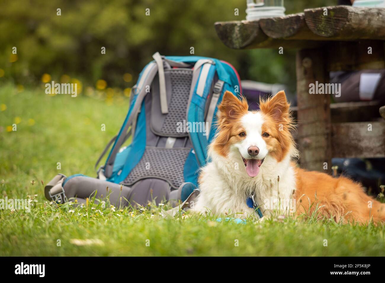 Nydia Track mit Hund, Kaiuma Bay nach Duncan Bay, Marlborough, Neuseeland  Stockfotografie - Alamy