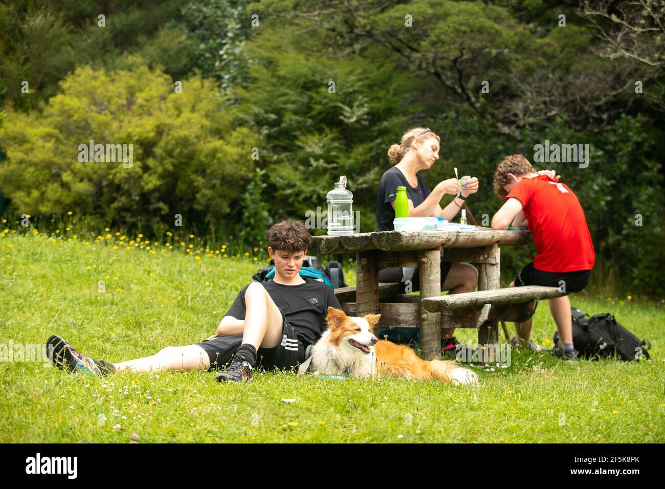 Nydia Track mit Hund, Kaiuma Bay nach Duncan Bay, Marlborough, Neuseeland Stockfoto