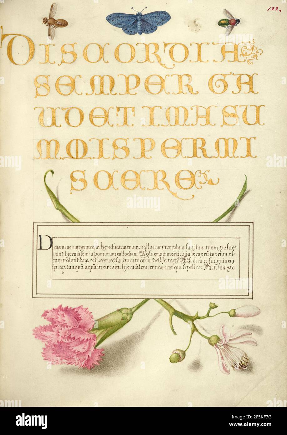 Insekten, Nelke und Judas Tree. Stockfoto