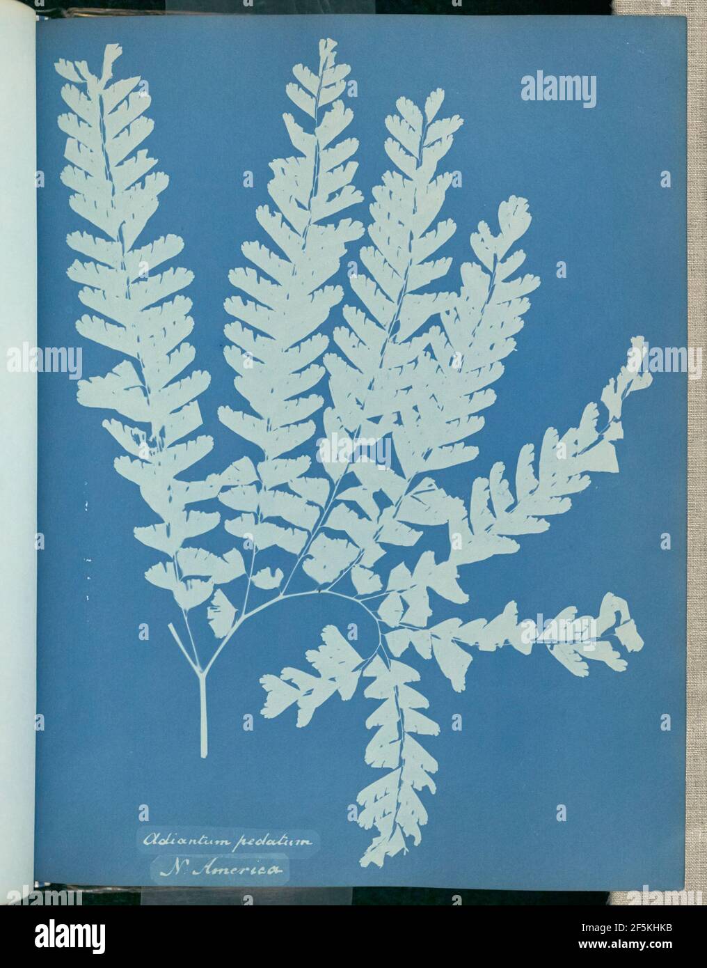 Adiantum pedatum, Nordamerika. Stockfoto