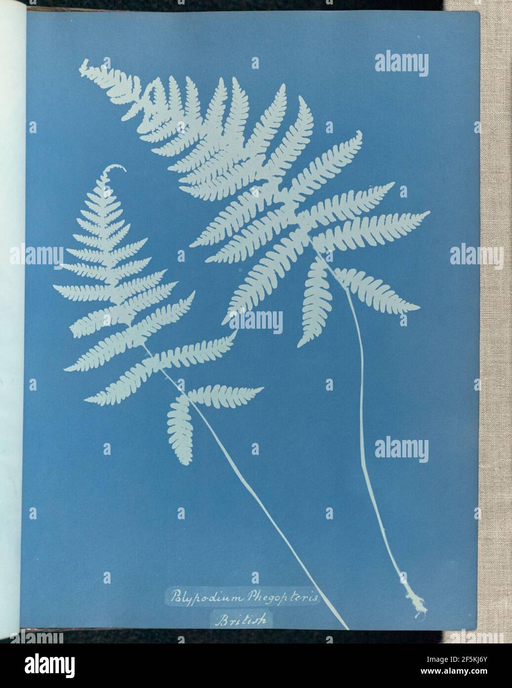 Polypodium phegopteris, britisch. Stockfoto