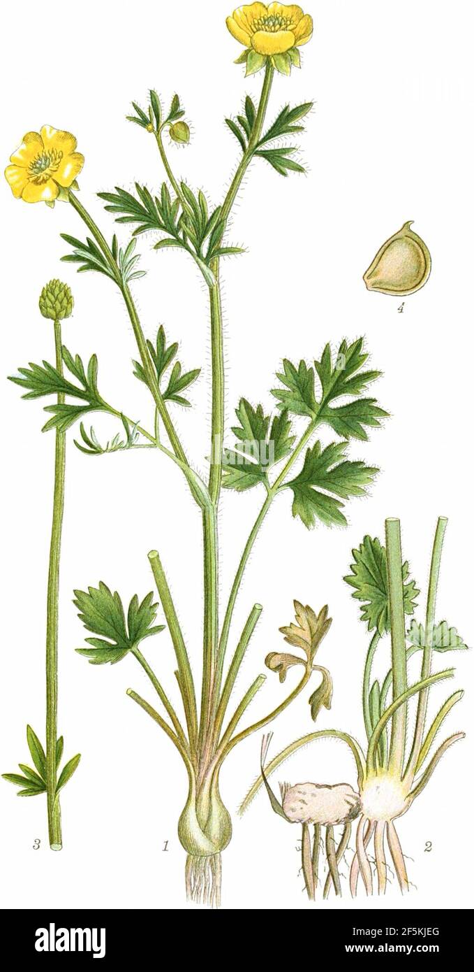 Ranunculus bulbosus (Billeder af nordens Flora 1917ff., v1 161, Stockfoto