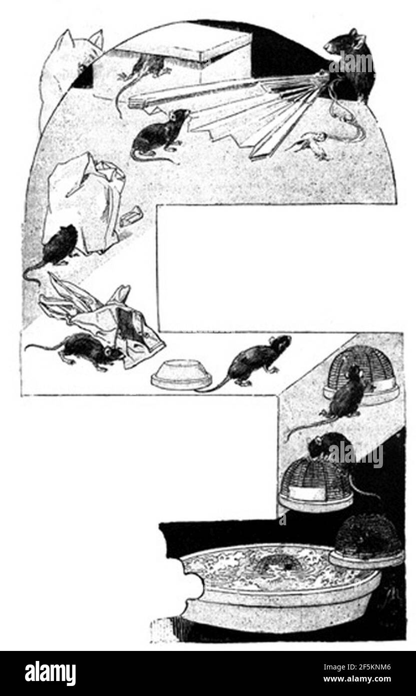 Ratones. Ilustración de ''La segunda casaca'' de Galdós. Stockfoto