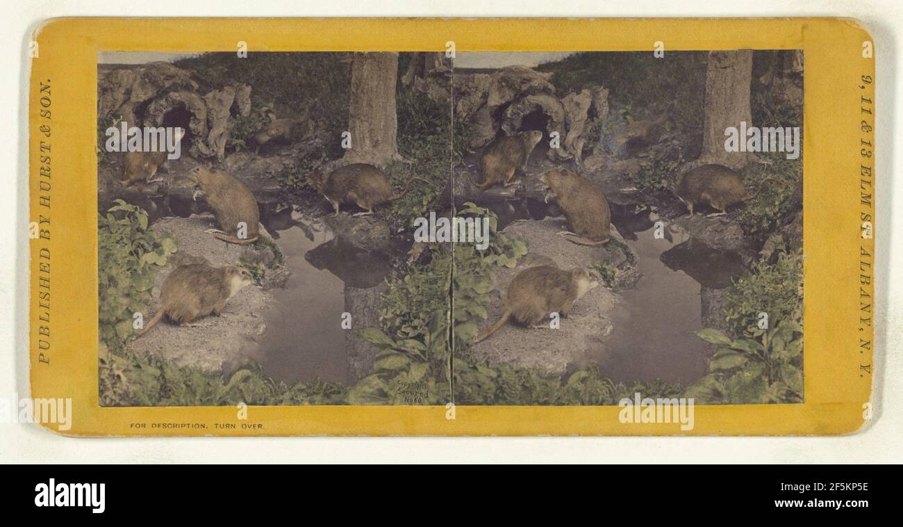 Klasse I, Ordnung IV, Rodentia. Familie Castoridae. Musquash Eugene S. M. Haines (amerikanisch, 1833 - 1909) Stockfoto