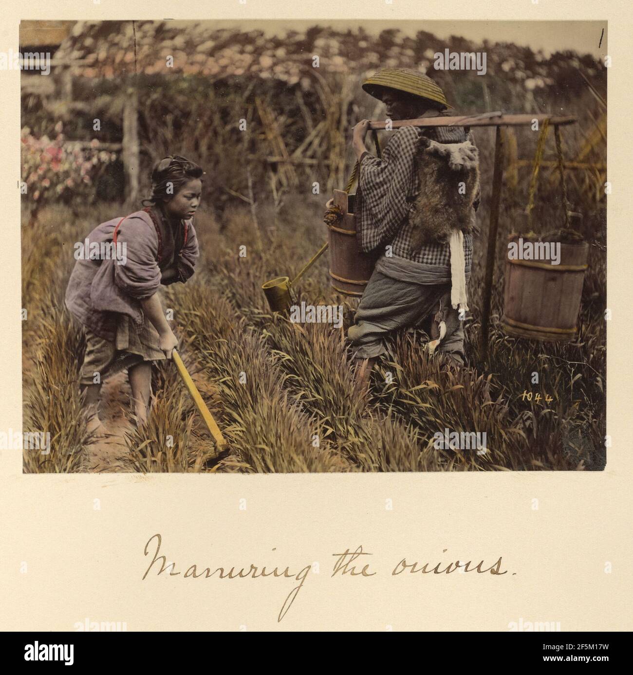 Die Zwiebeln dünsten. Shinichi Suzuki (Japanisch, 1835 - 1919) Stockfoto