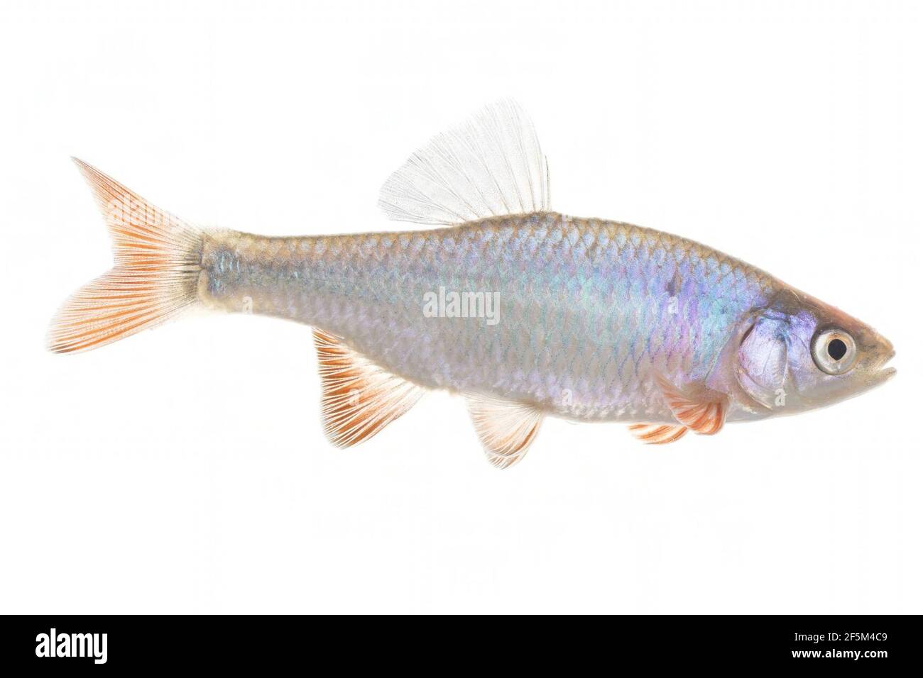 Roter Schminer 01. Stockfoto