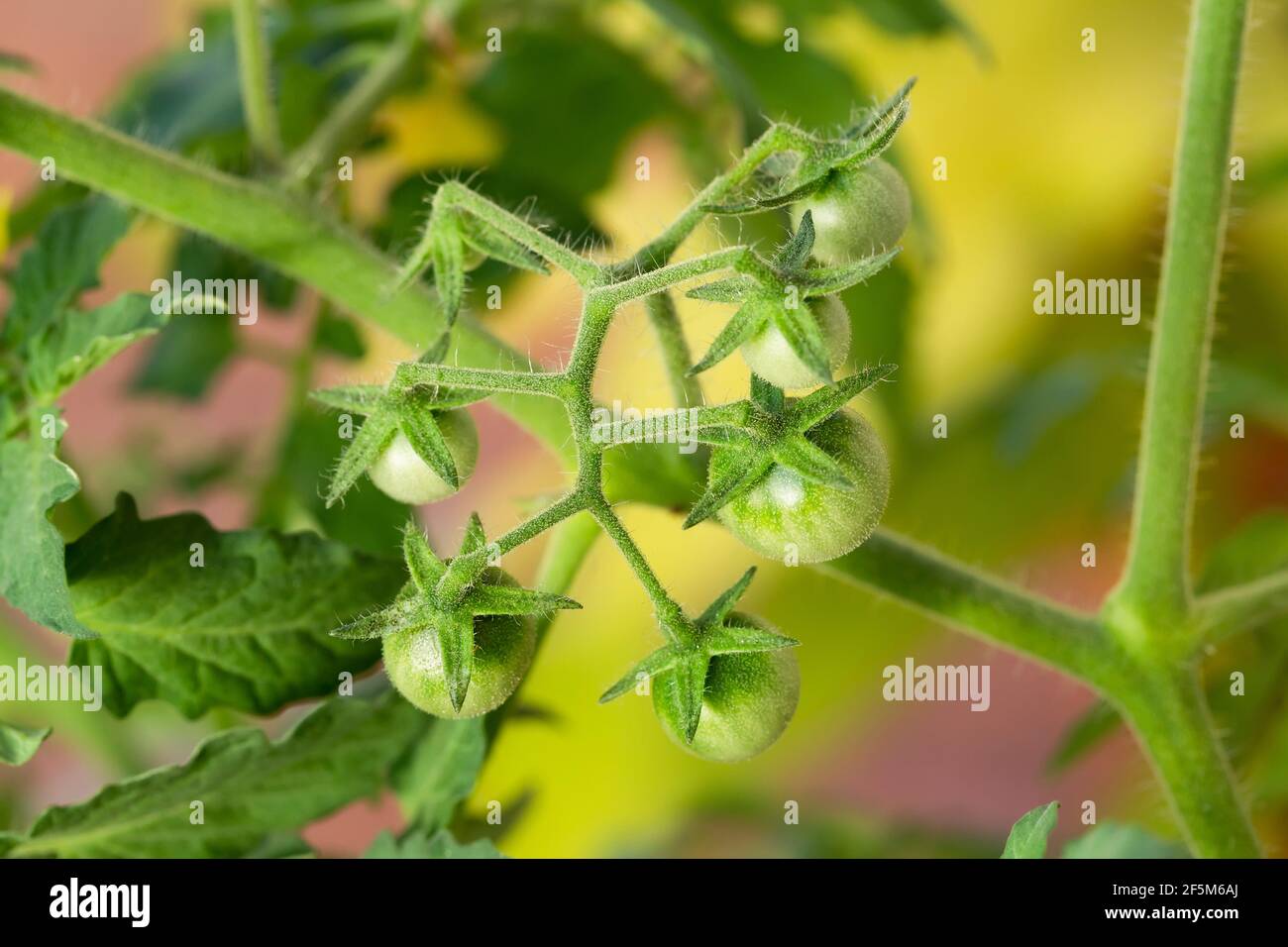 Frische, zarte Tomatenfrüchte auf dem Baum. Stockfoto