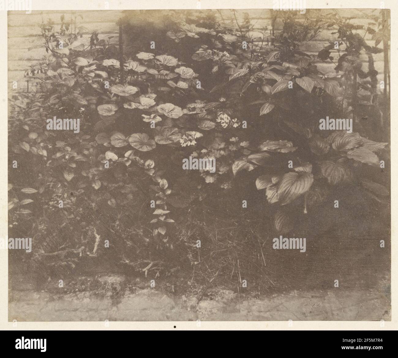 Fleurs und Feuillages. Stockfoto