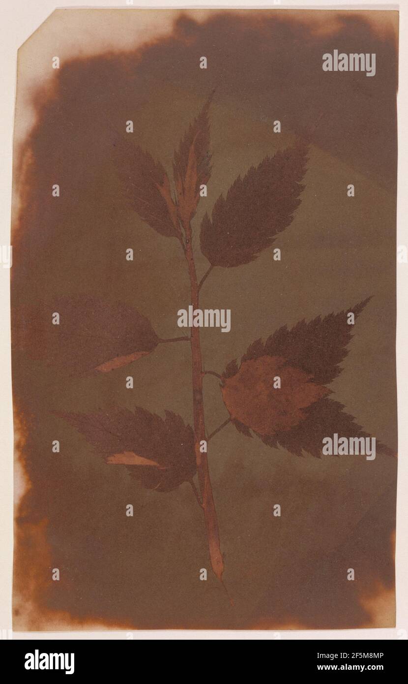 Botanisches Exemplar. William Henry Fox Talbot (Englisch, 1800 - 1877) Stockfoto