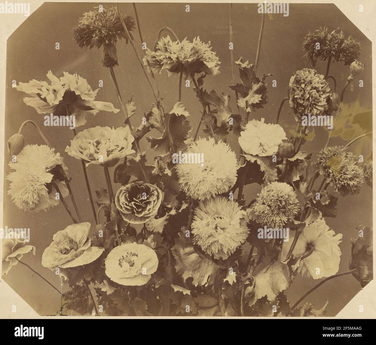 Blumen. Adolphe Braun (Französisch, 1812 - 1877) Stockfoto