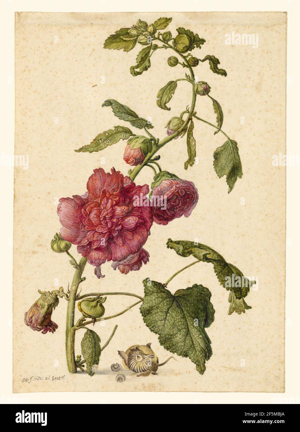 Ein Hollyhock. Herman Saftleven der Jüngere (Niederländisch, 1609 - 1685) Stockfoto