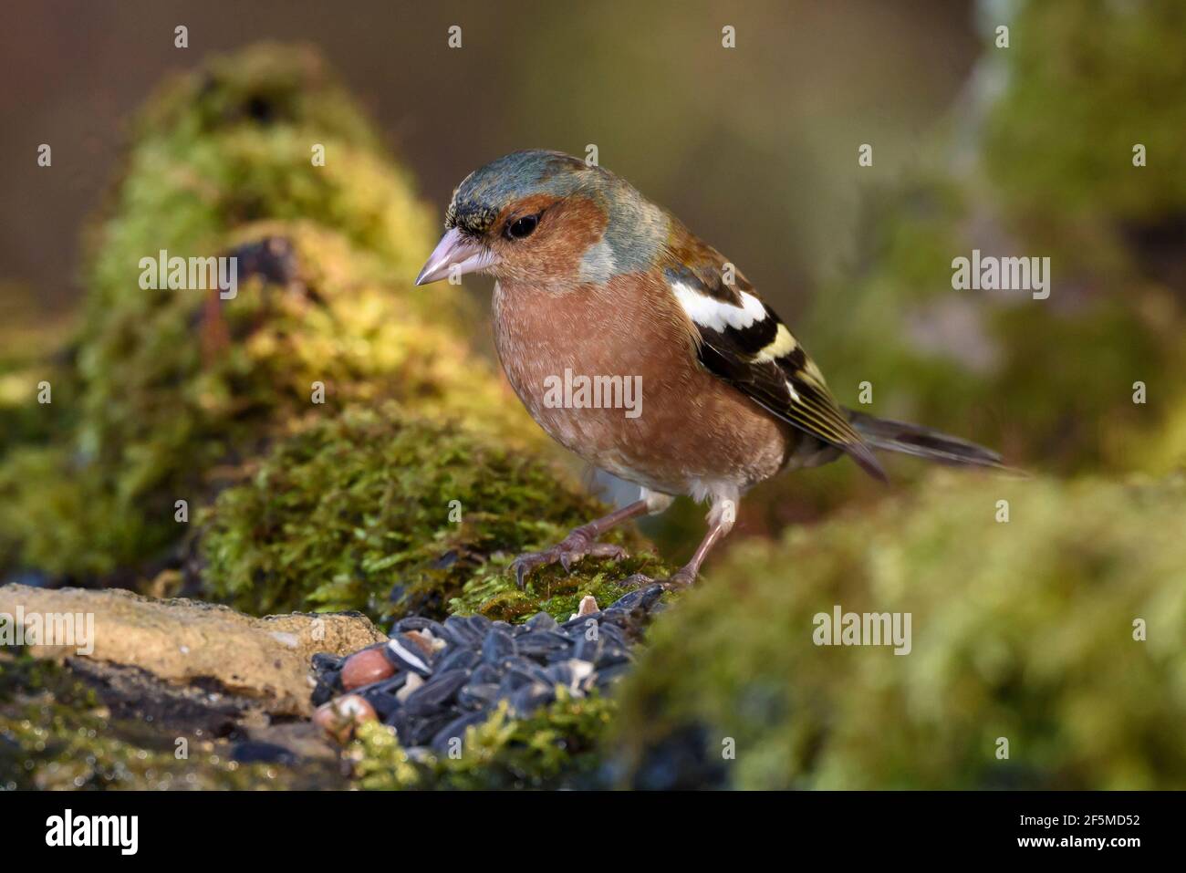Männlicher Chaffinch (Fringilla coelebs), Dorset, Großbritannien Stockfoto