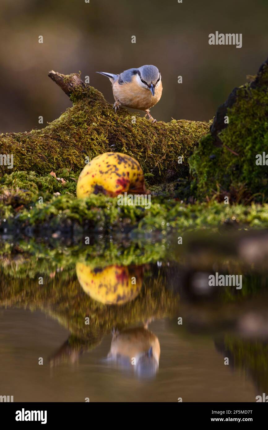 Nuthatch (Sitta europaea), Dorset, Großbritannien Stockfoto