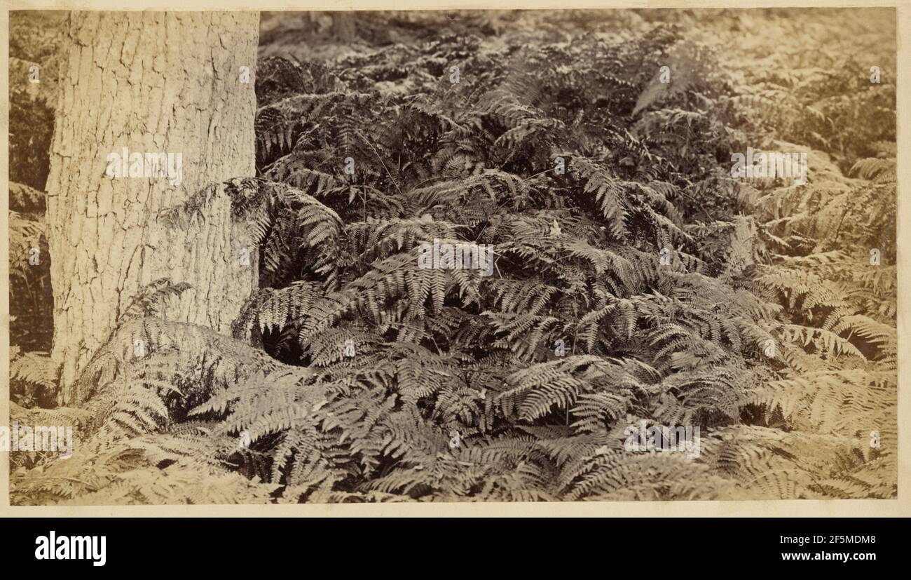 Farne. Frank Mason Good (Englisch, 1839 - 1928) Stockfoto