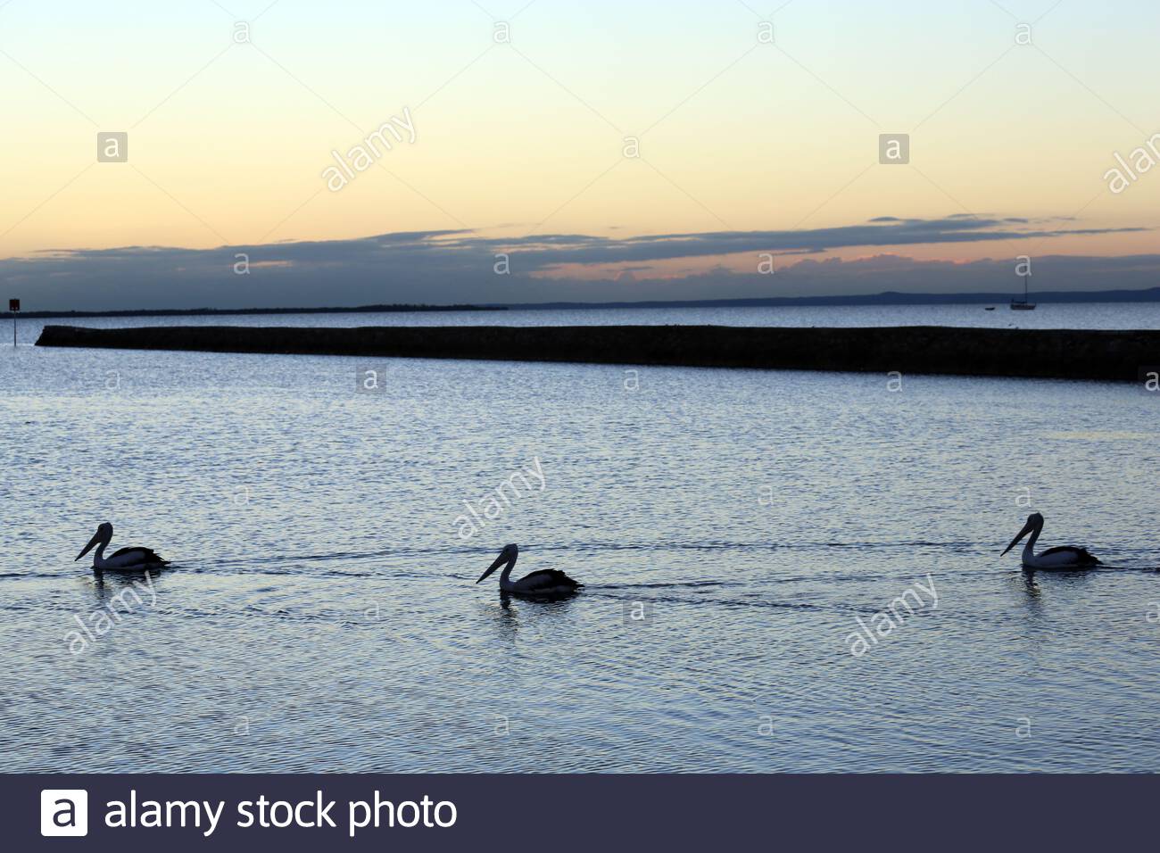 Pelikan Familie gehen für einen Morgen schwimmen auf ruhigem Wasser in Wynham, Brisbane, Australien Stockfoto