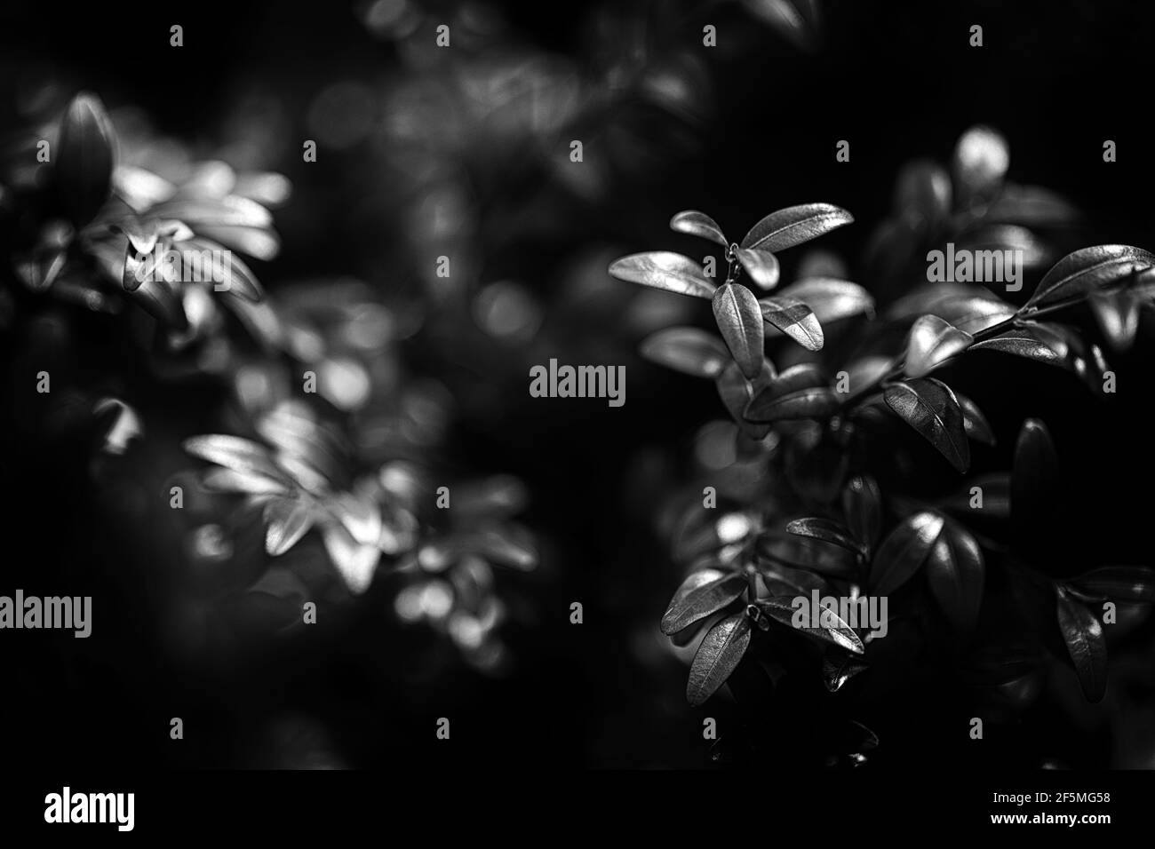 Anlage der Myrte, Myrtus Communis Hintergrund Stockfoto