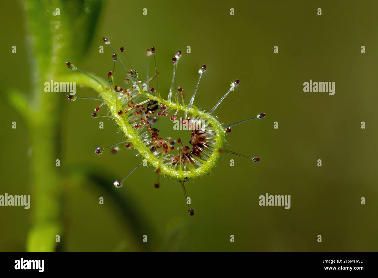 Drosera indica ist eine Insektenfresser, sehr attraktiv, aber für kleine Insekten tödlich. Stockfoto