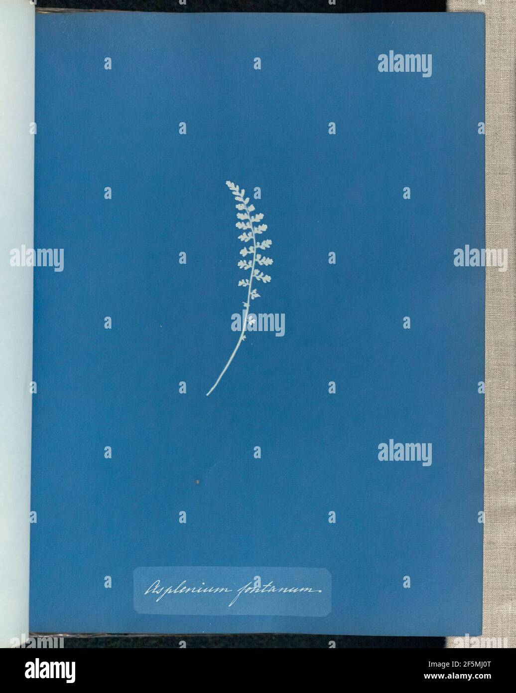 Asplenium fontanum. Stockfoto