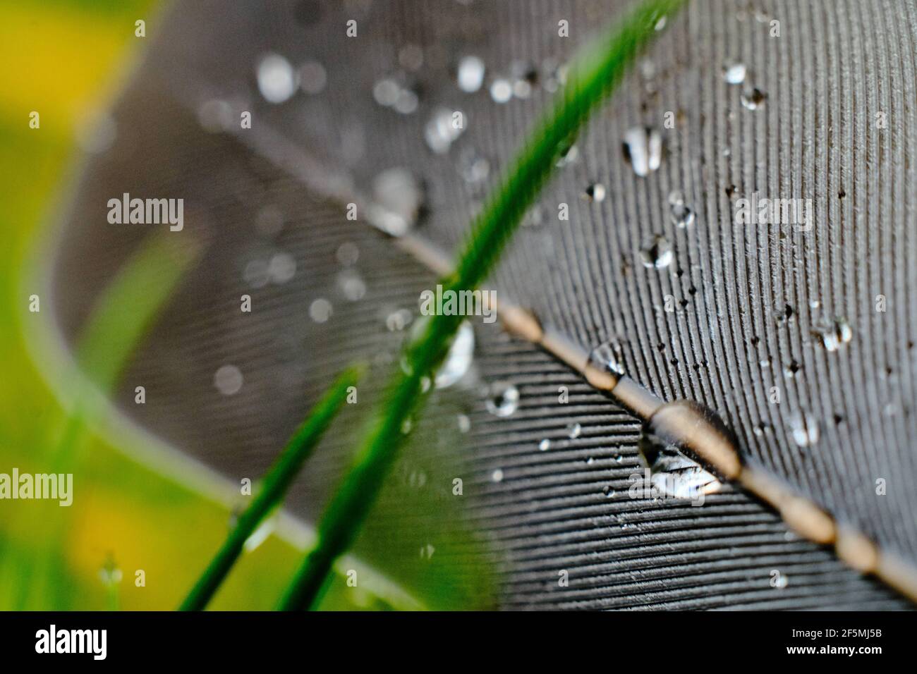 Braunschweig, Deutschland. März 2021, 27th. Regentropfen auf einer Taubenfeder, die auf einem Rasen liegt. Low 'Quasimodo' bringt wechselhaftes und windiges Schauerwetter nach Niedersachsen. Quelle: Stefan Jaitner/dpa/Alamy Live News Stockfoto