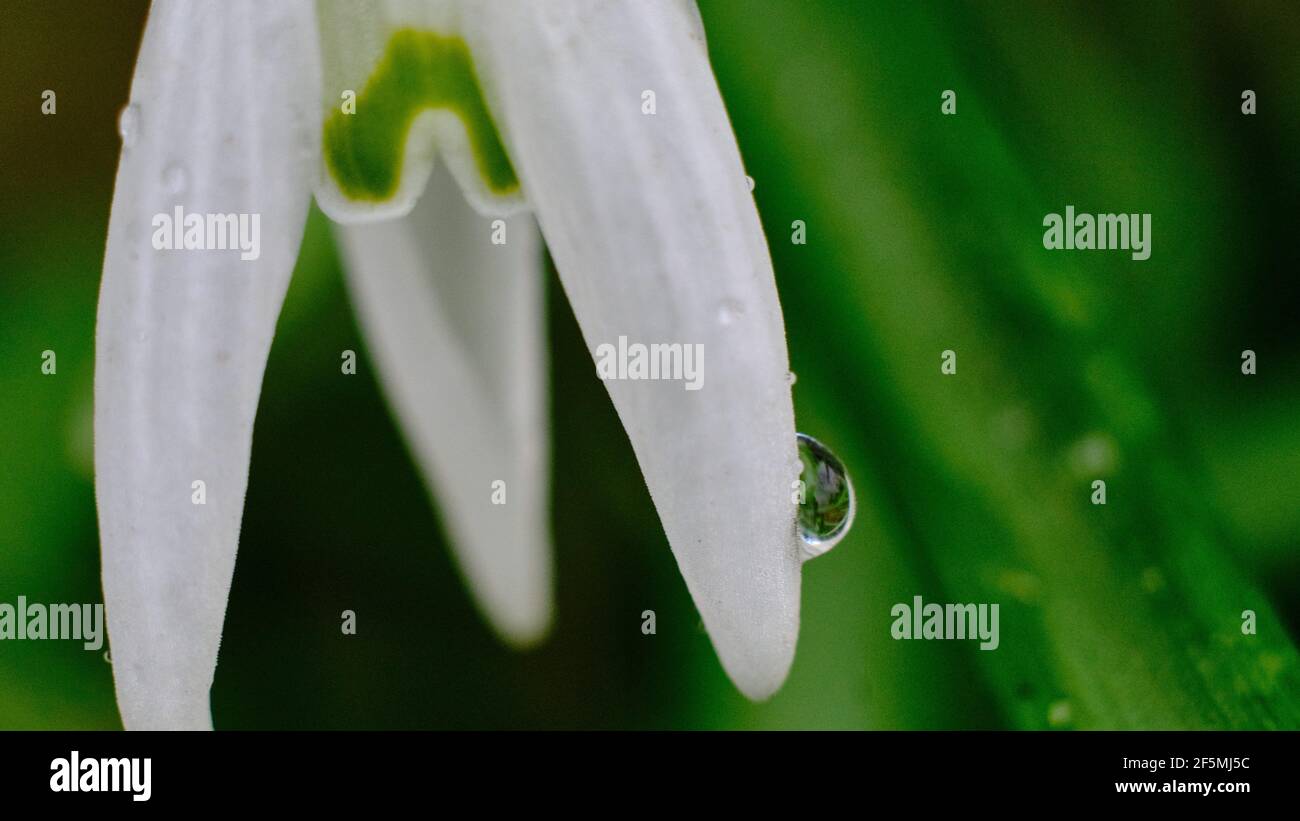 Braunschweig, Deutschland. März 2021, 27th. Ein Regentropfen hängt an der Blüte eines Schneegropfes (Galanthus nivalis). Niederdrucksystem 'Quasimodo' bringt wechselhaftes und windiges Schauerwetter nach Niedersachsen. Quelle: Stefan Jaitner/dpa/Alamy Live News Stockfoto
