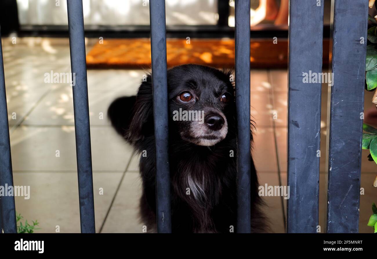 Kleiner einsamer schwarzer Hund in Isolation hinter Gittern gegenüber Kamera Stockfoto