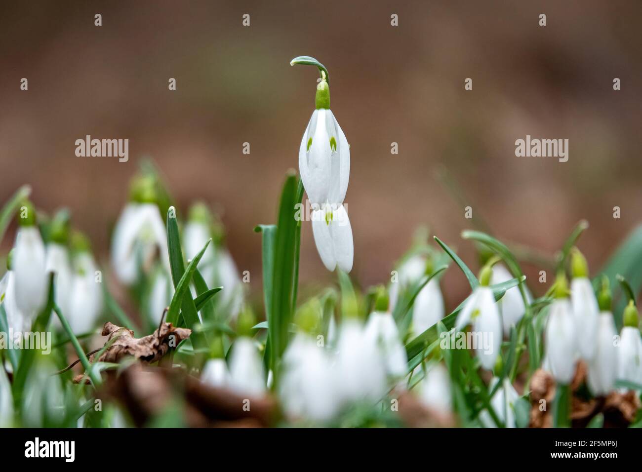 Frühling Schneeglöpfenblüten im Wald Stockfoto