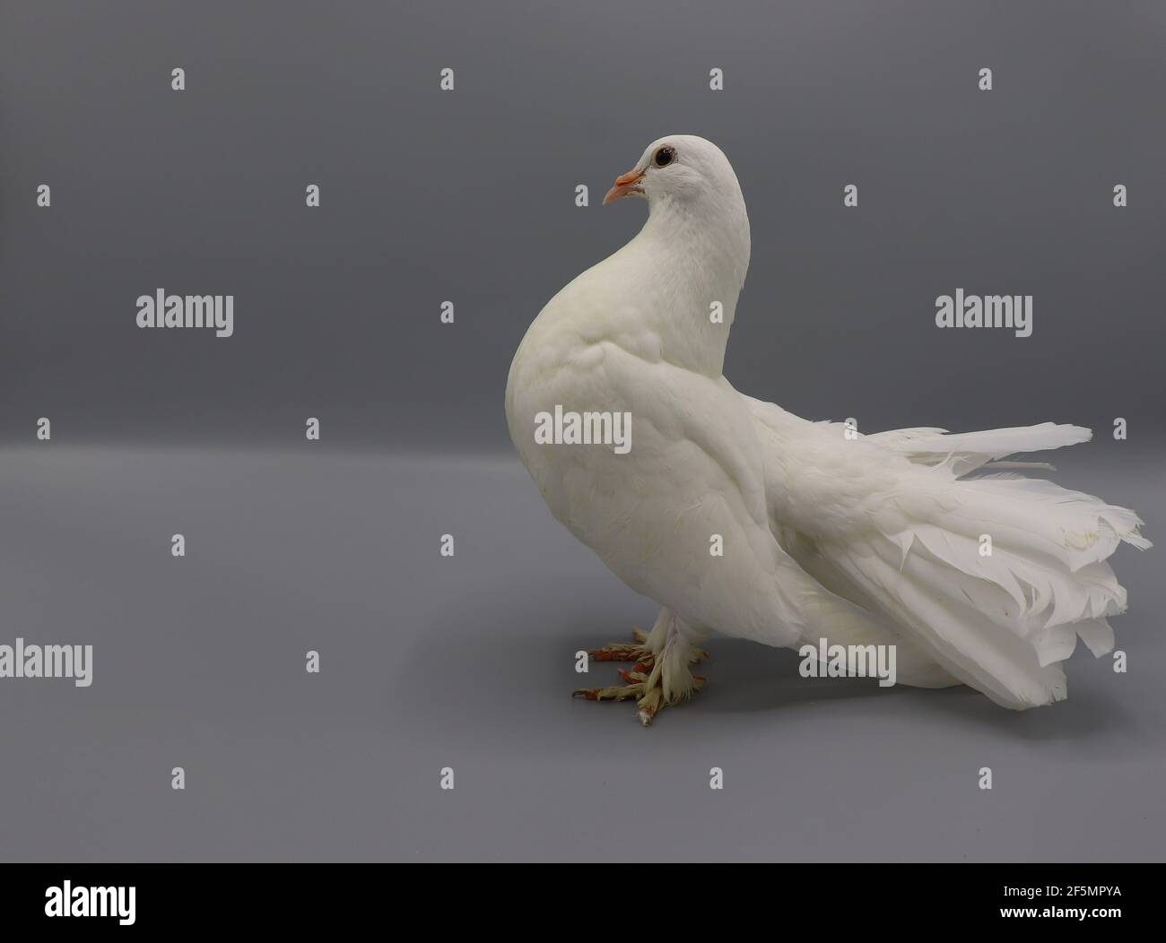 Fantail Taube Stockfotos Und Bilder Kaufen Alamy