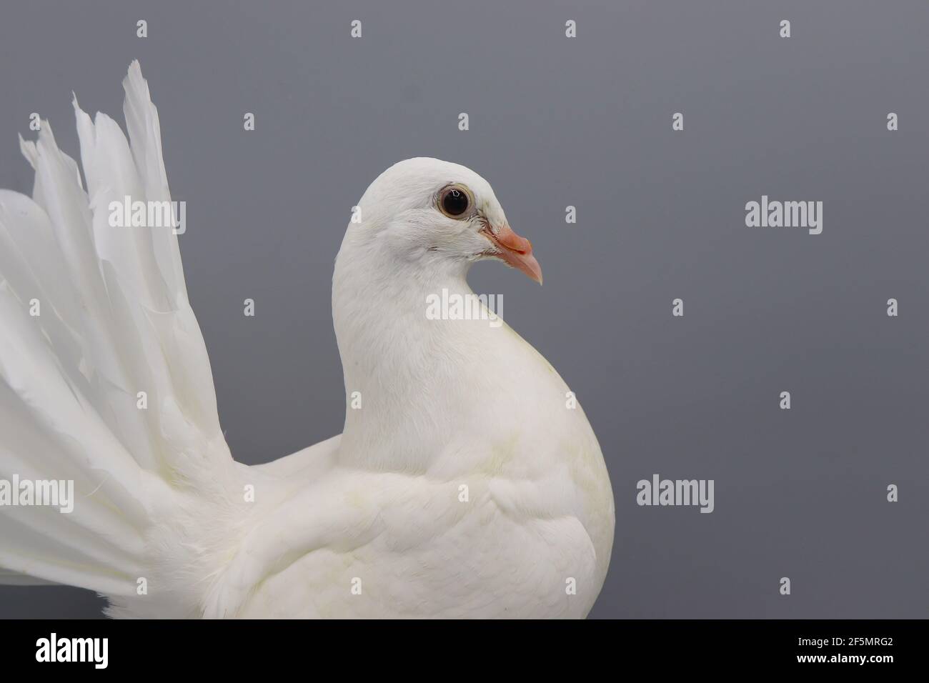 Fantail Taube Stockfotos Und Bilder Kaufen Alamy